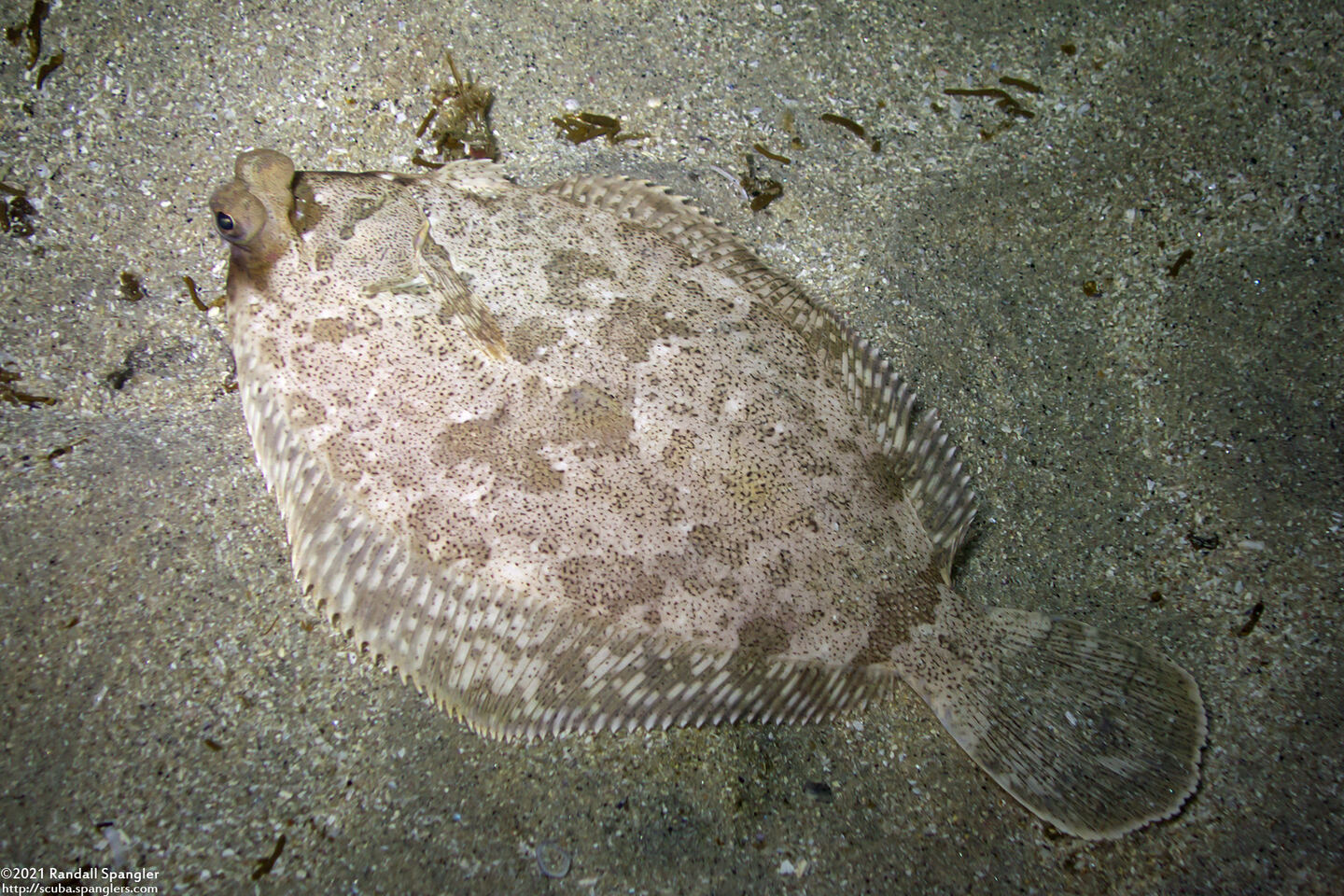 Pleuronichthys coenosus (C-O Sole)