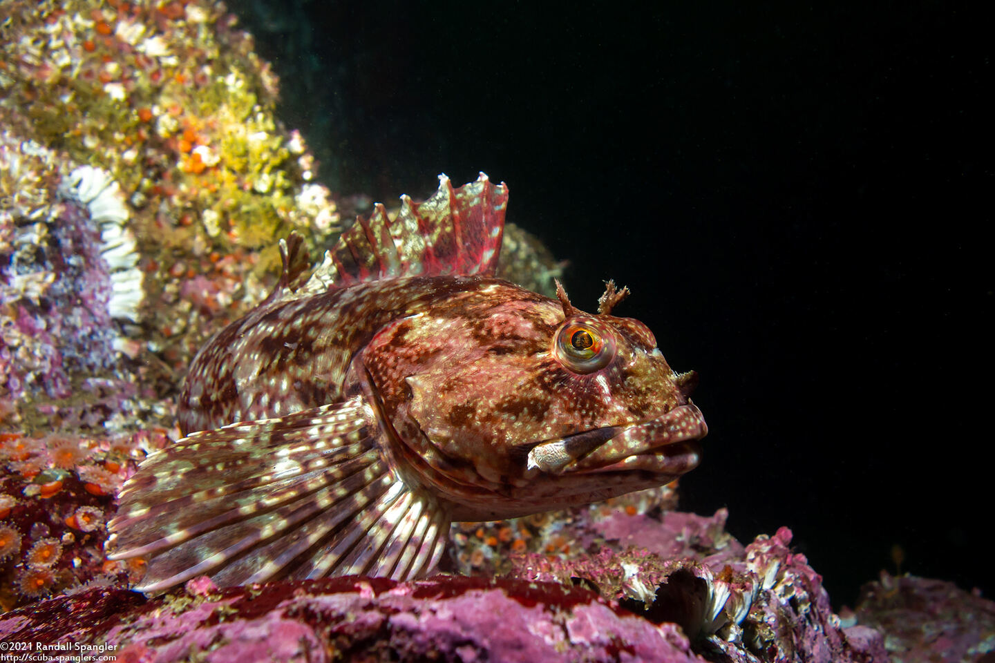 Scorpaenichthys marmoratus (Cabezon)