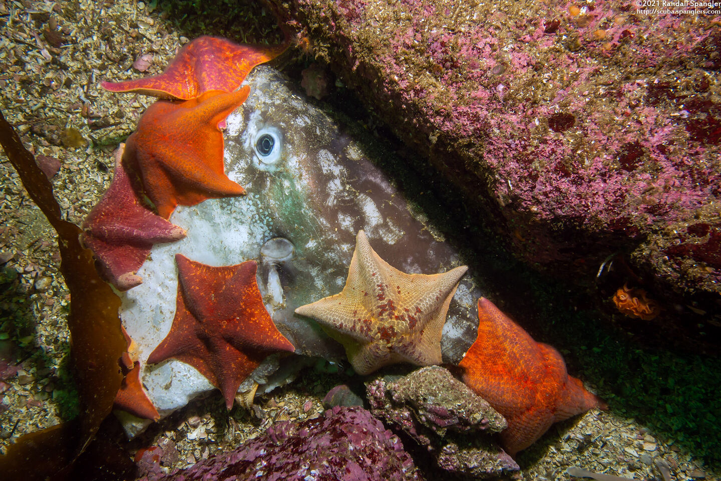 Patiria miniata (Bat Star); Stars eating a dead mola