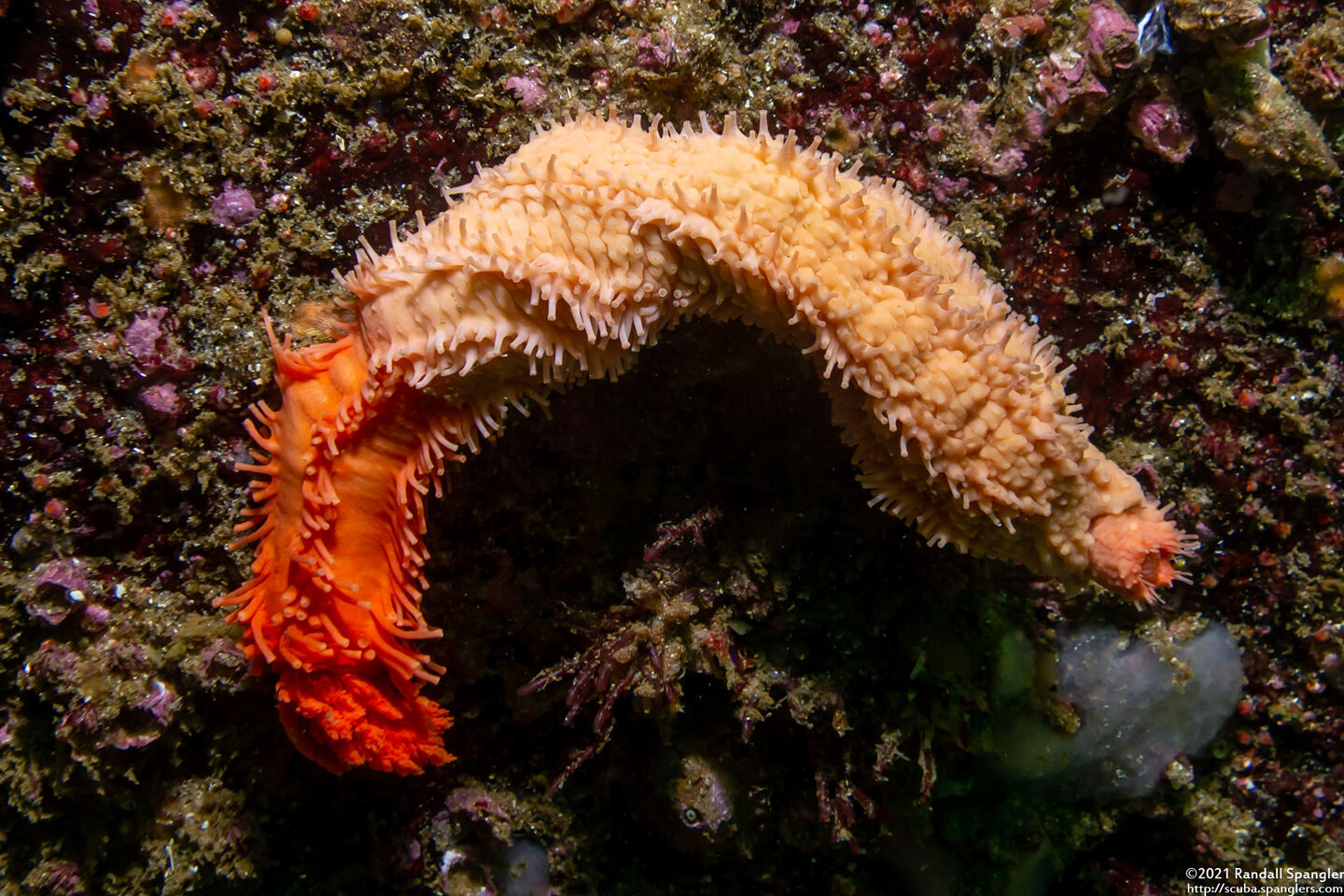 Cucumaria miniata (Orange Sea Cucumber)