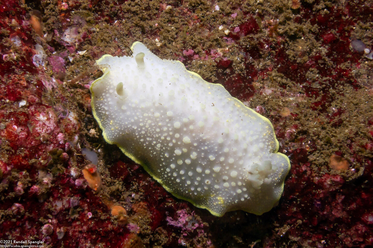 Cadlina luteomarginata (Yellow Margin Cadlina)