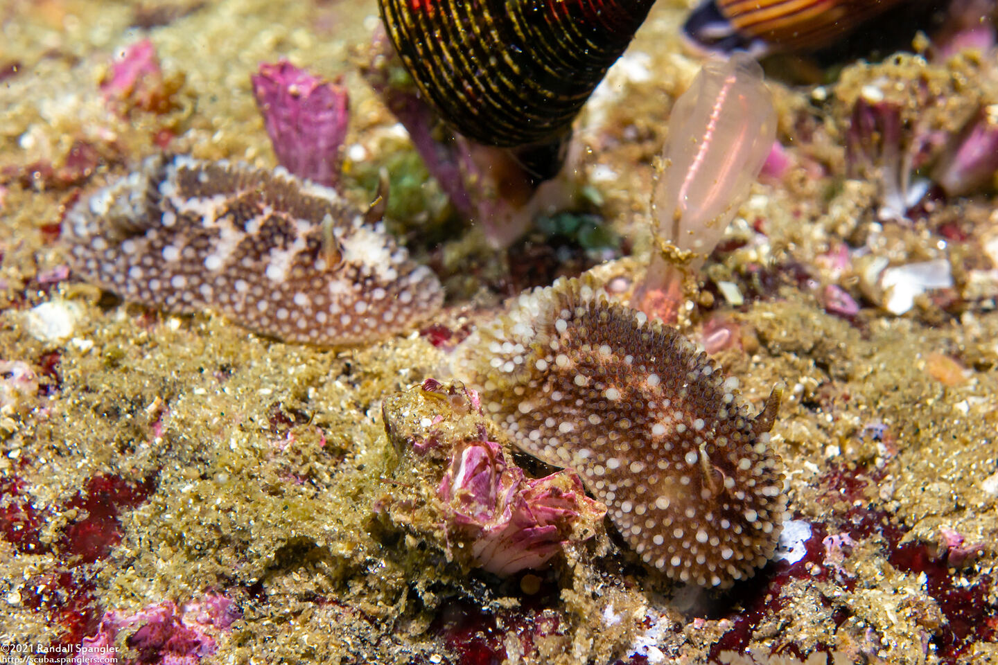 Onchidoris bilamellata (Barnacle-Eating Dorid)