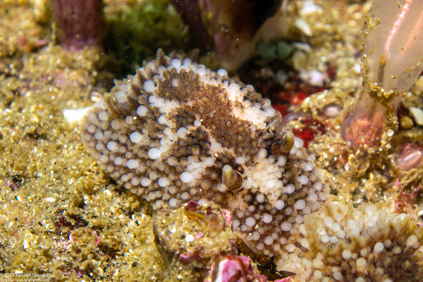 Onchidoris bilamellata (Barnacle-Eating Dorid)