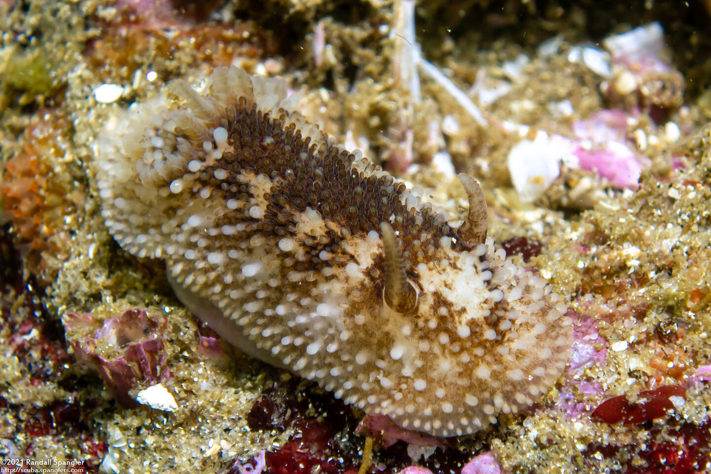 Onchidoris bilamellata (Barnacle-Eating Dorid)