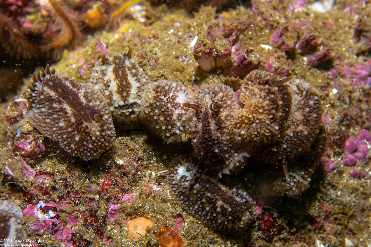 Onchidoris bilamellata (Barnacle-Eating Dorid)