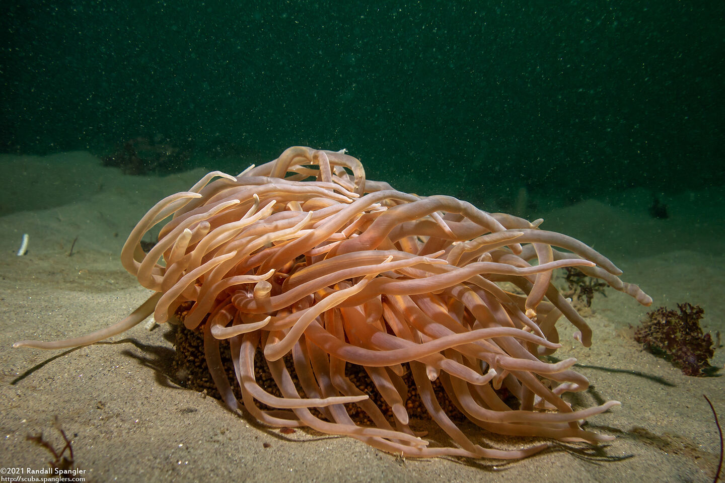 Urticina columbiana (Sand-Rose Anemone)