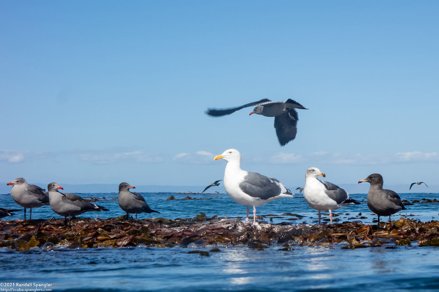Larus glaucescens (Glaucous-Winged Gull)