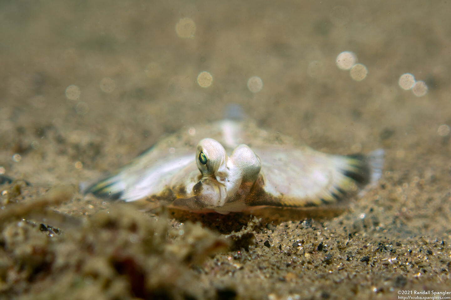 Pleuronichthys coenosus (C-O Sole)