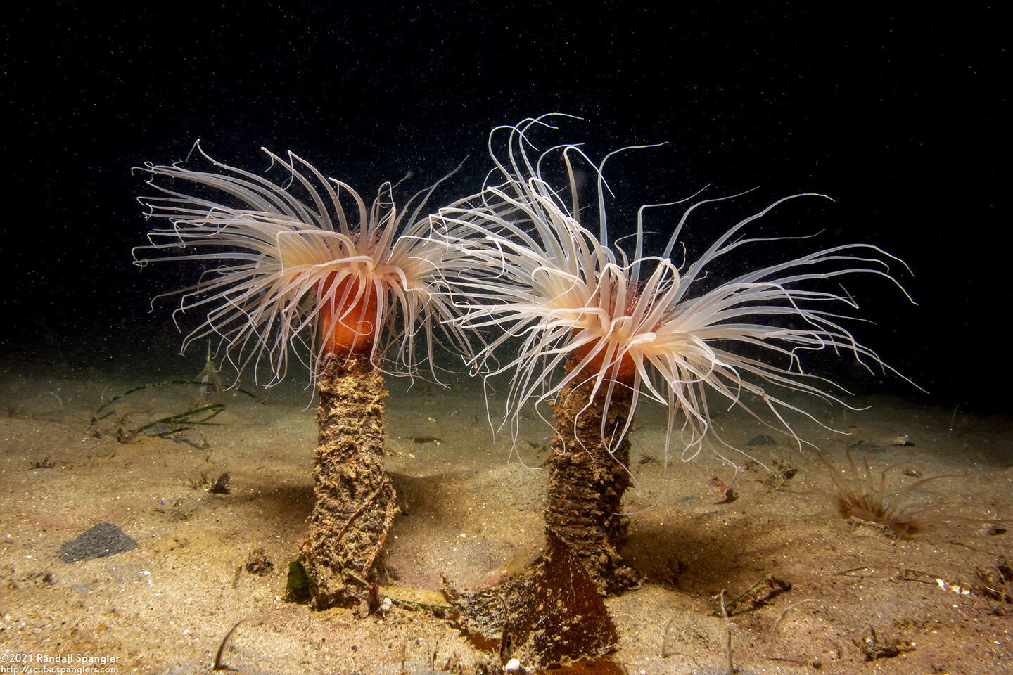 Pachycerianthus fimbriatus (Tube-Dwelling Anemone)