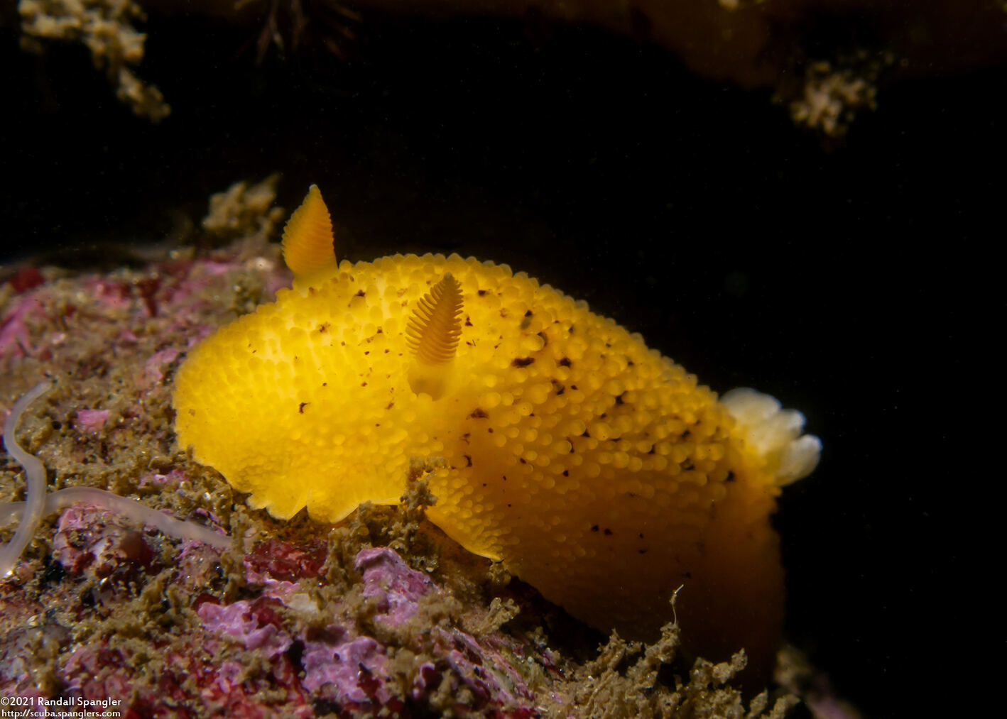 Peltodoris nobilis (Sea Lemon)