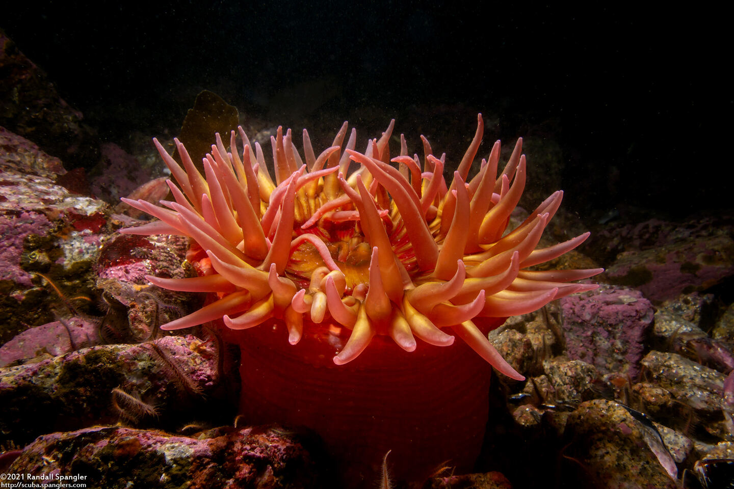 Urticina eques (White-Spotted Rose Anemone)