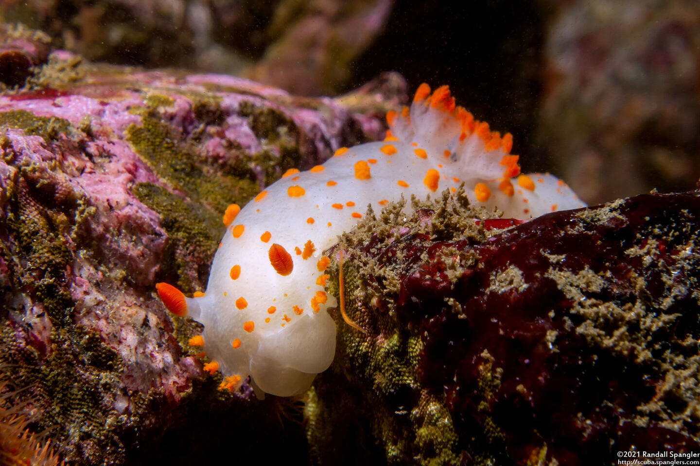 Triopha catalinae (Catalina Triopha)