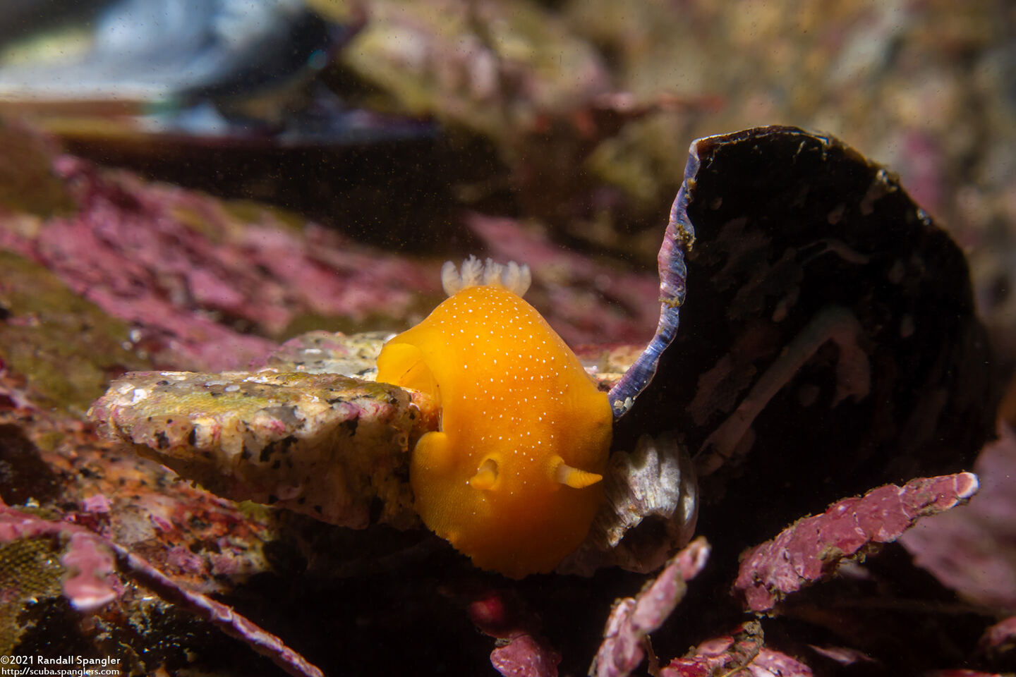 Doriopsilla fulva (White-Speckled Dorid)