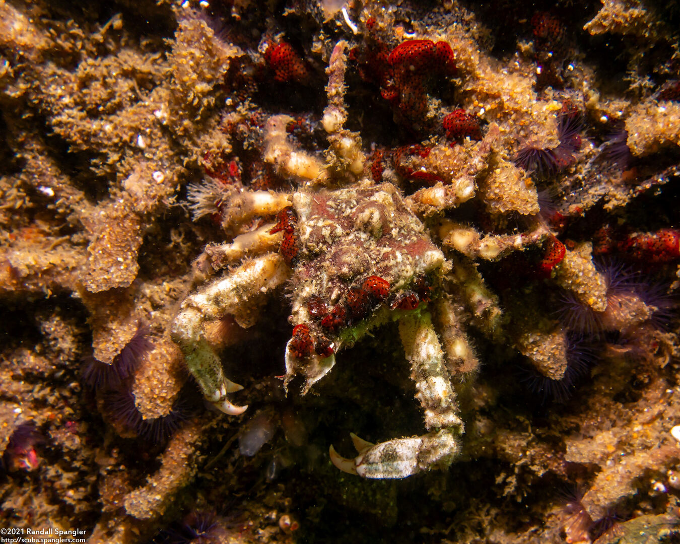 Scyra acutifrons (Sharpnose Crab)