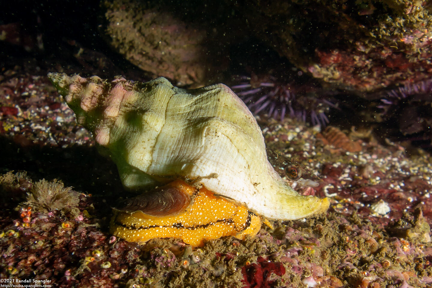 Kelletia kelletii (Kellet's Whelk)