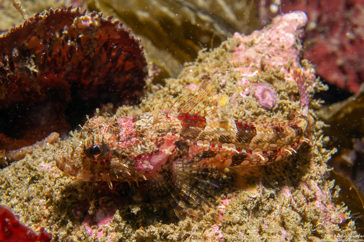 Artedius corallinus (Coralline Sculpin)