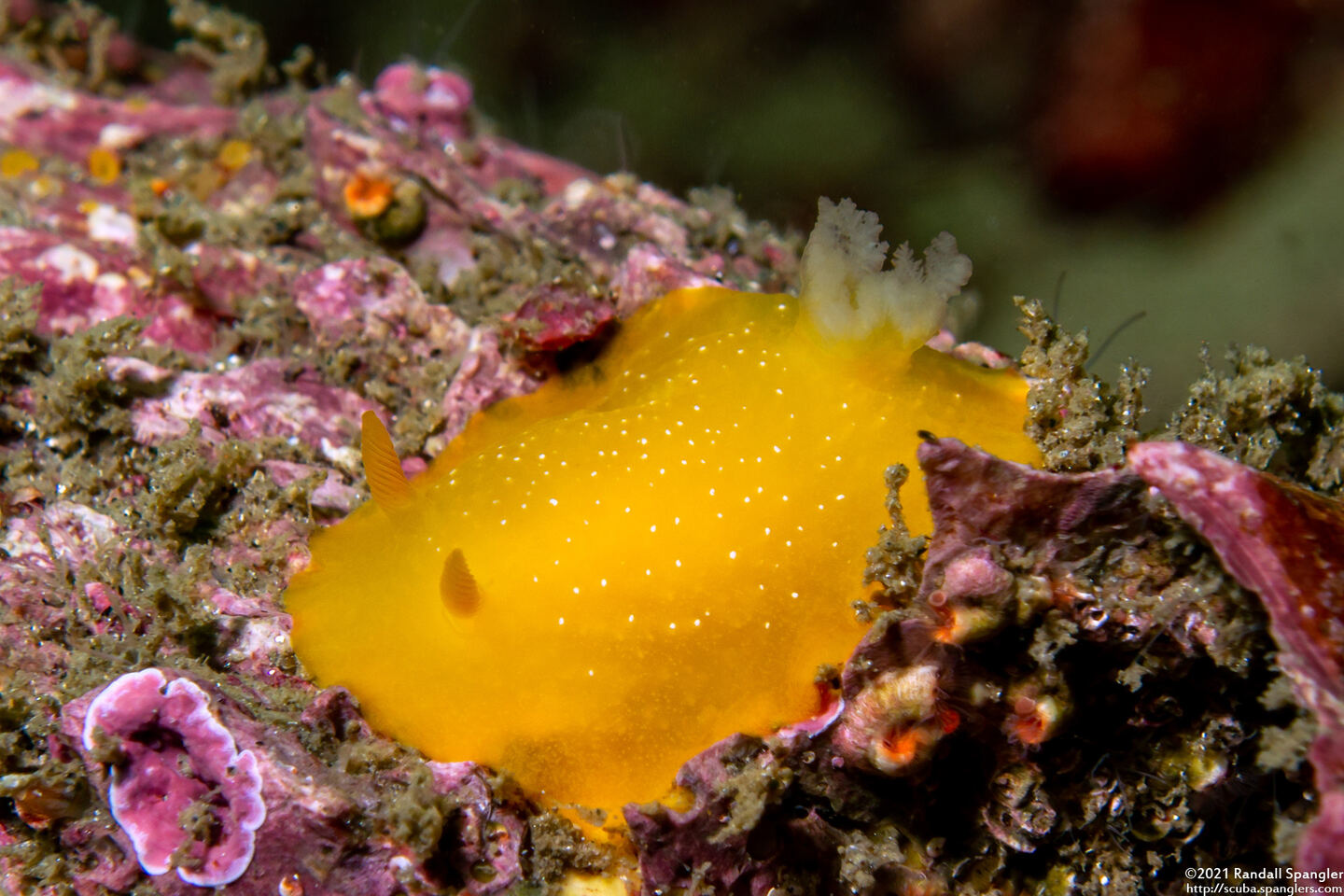 Doriopsilla fulva (White-Speckled Dorid)