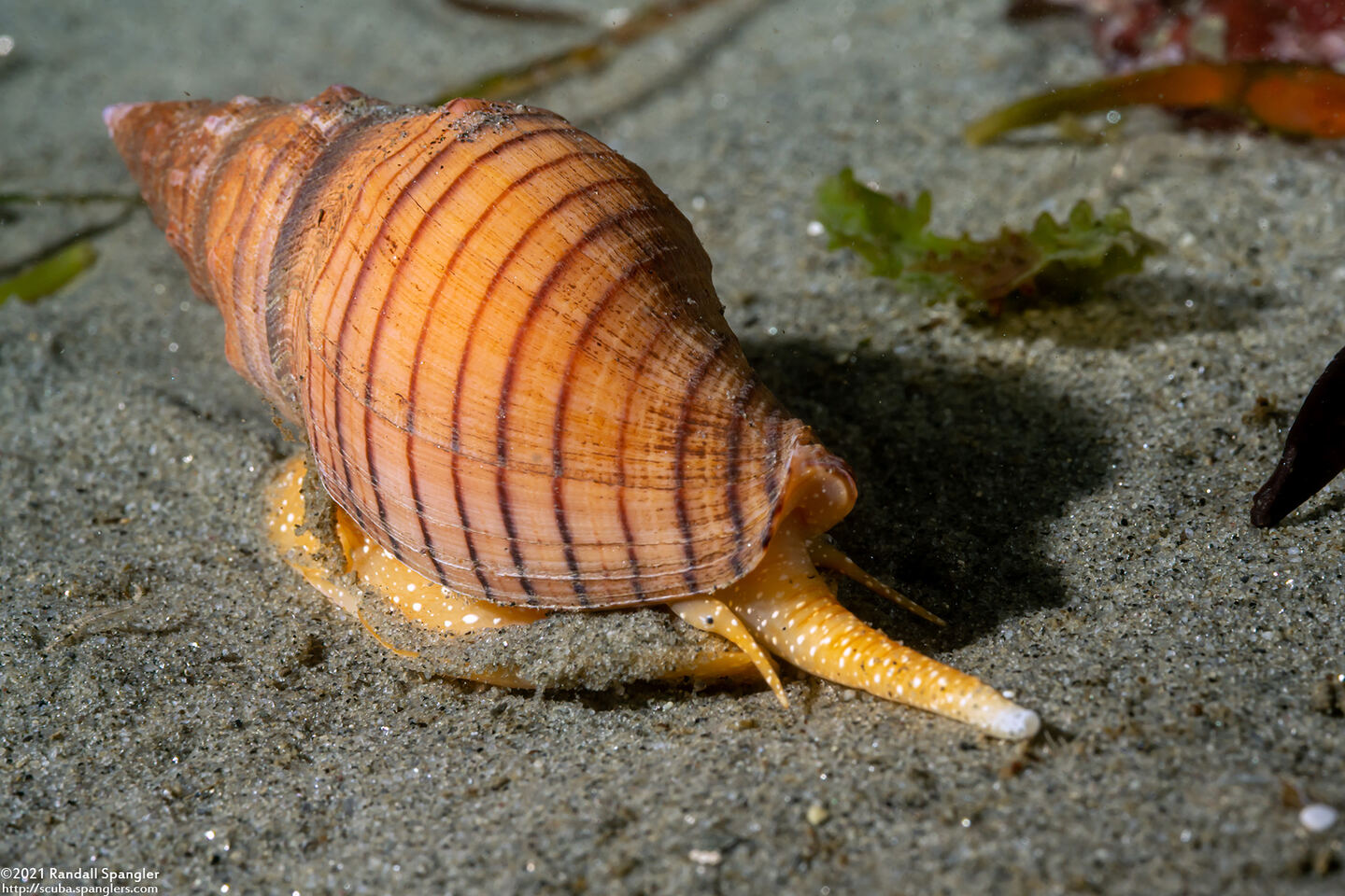 Megasurcula carpenteriana (Carpenter's Turrid)