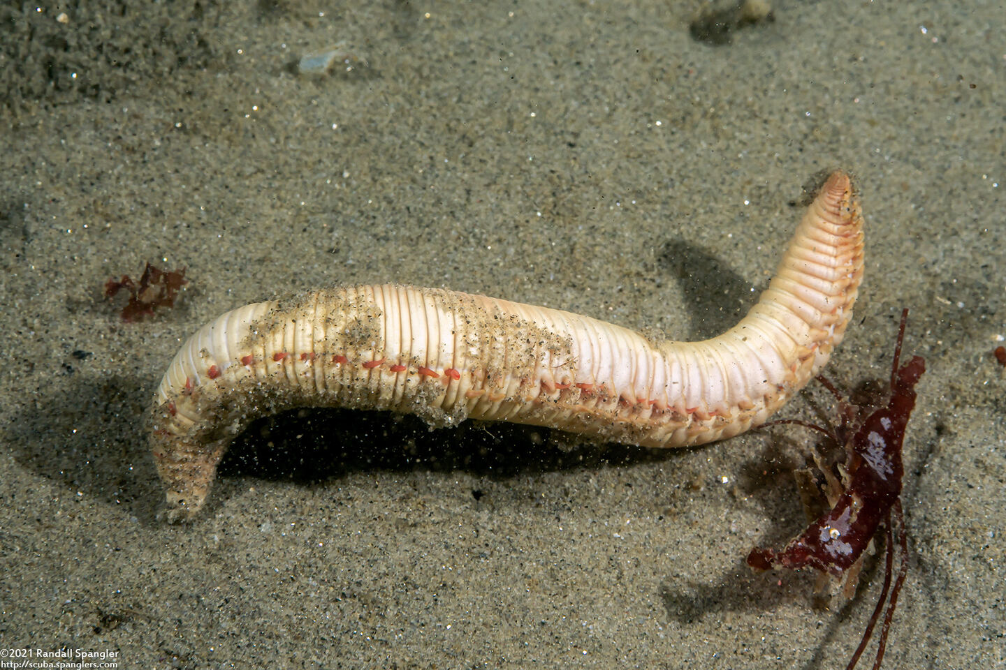 Travisia gigas (Spindle Worm)