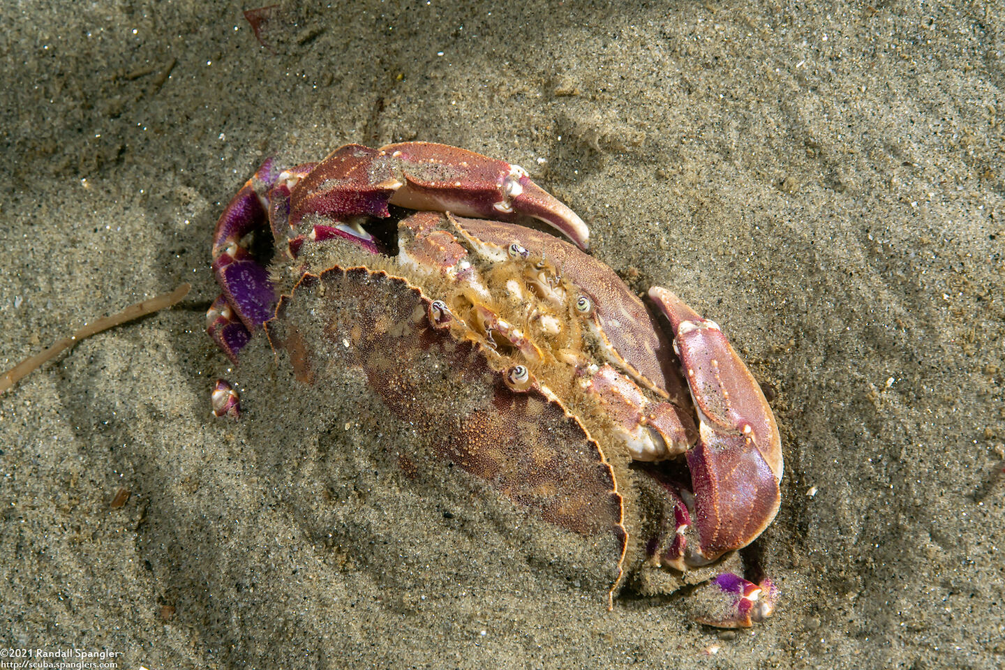 Metacarcinus gracilis (Graceful Crab)