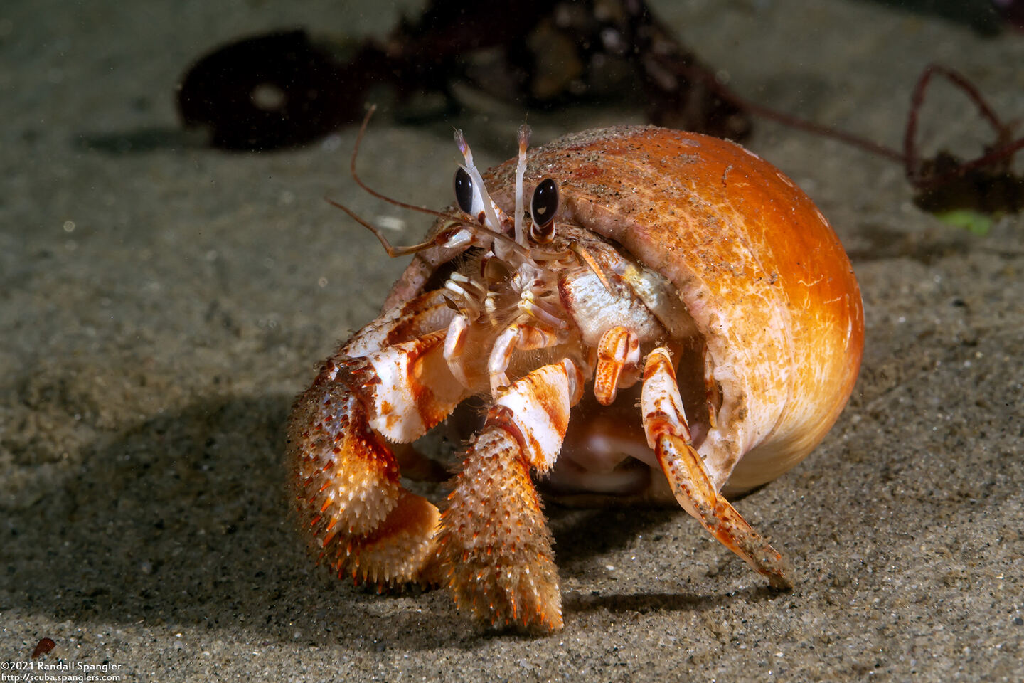 Pagurus armatus (Blackeyed Hermit Crab)
