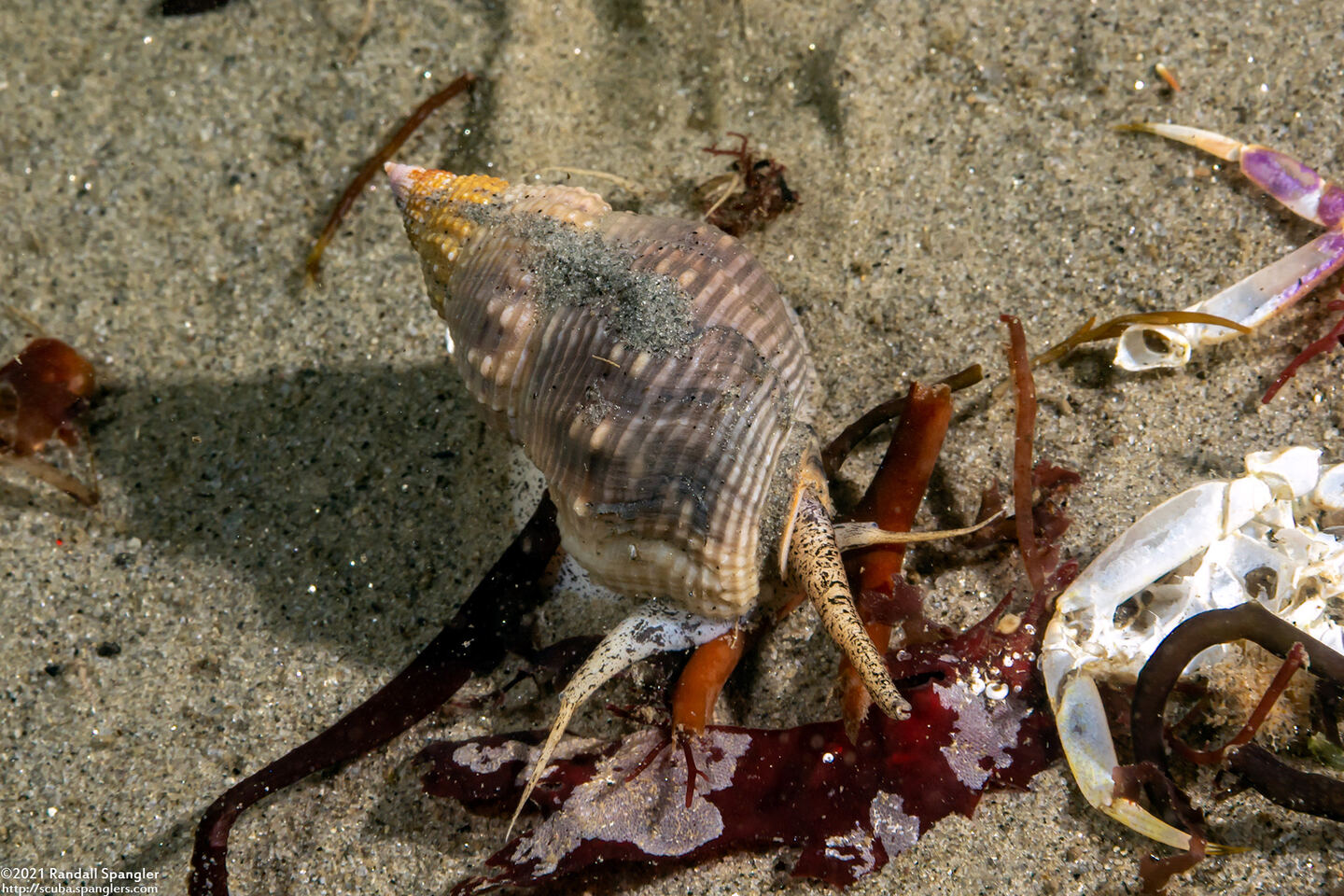 Nassarius fossatus (Giant Western Nassa)