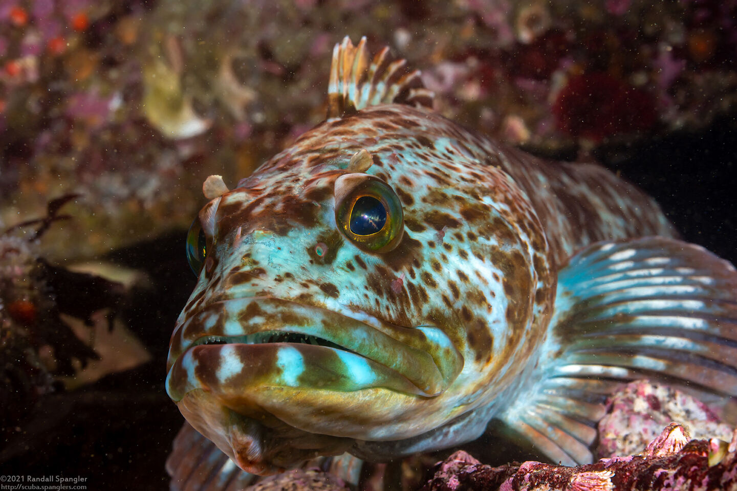 Ophiodon elongatus (Lingcod)