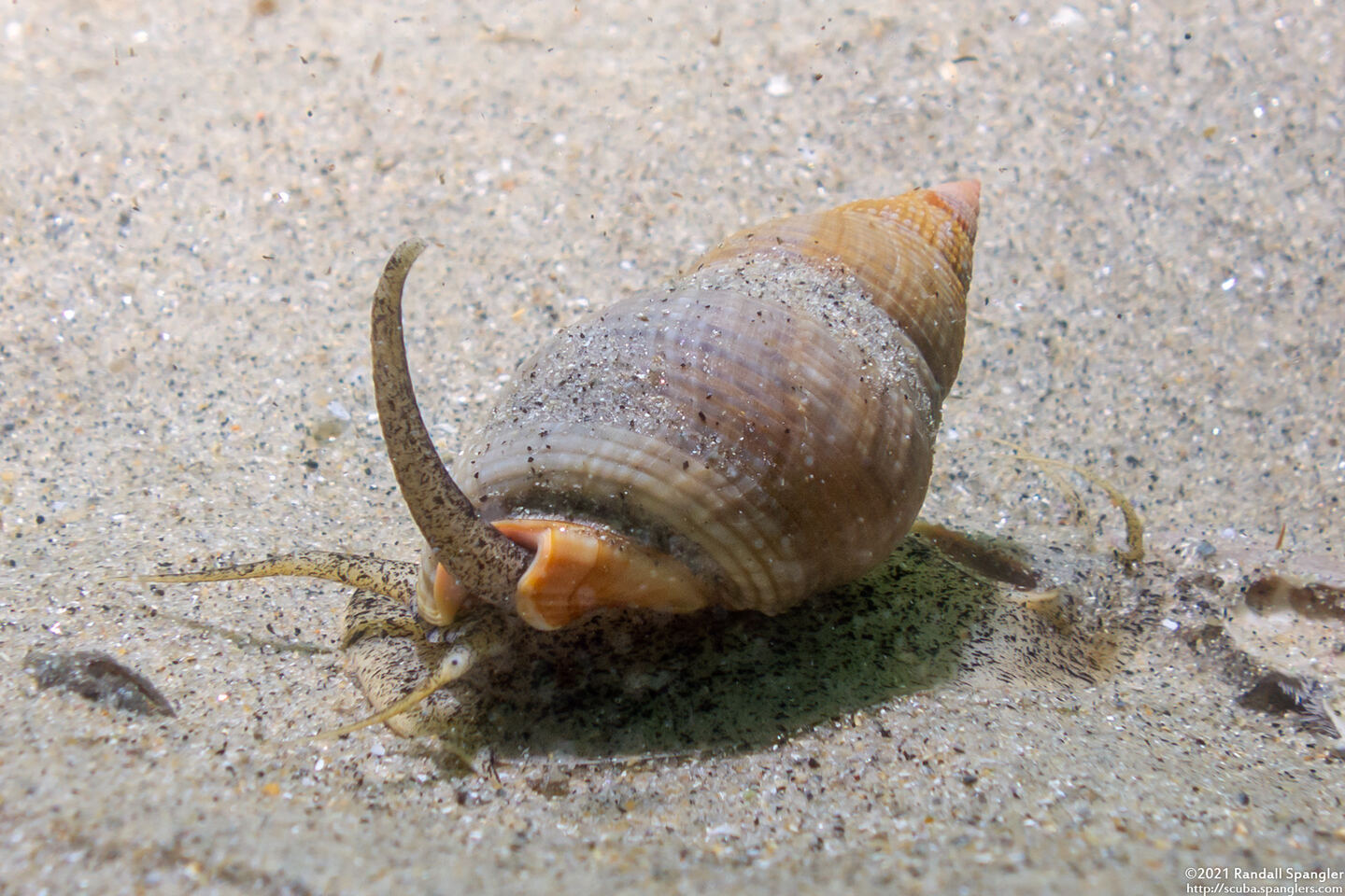 Nassarius fossatus (Giant Western Nassa)