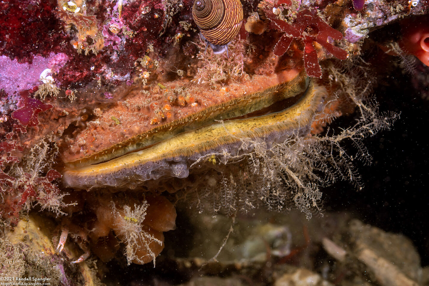 Crassadoma gigantea (Rock Scallop)
