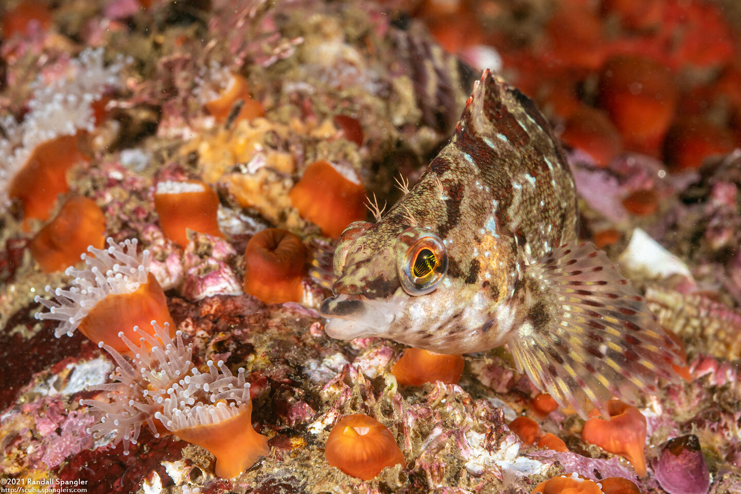 Oxylebius pictus (Painted Greenling)