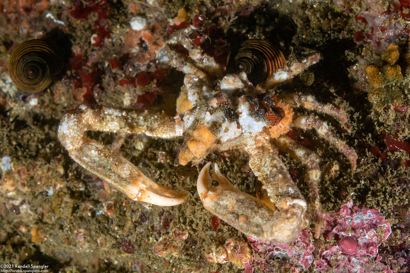 Scyra acutifrons (Sharpnose Crab)