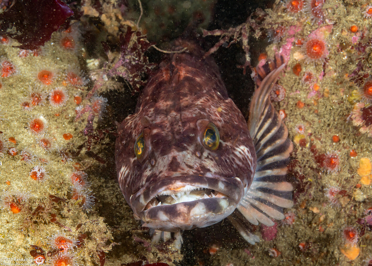 Ophiodon elongatus (Lingcod)
