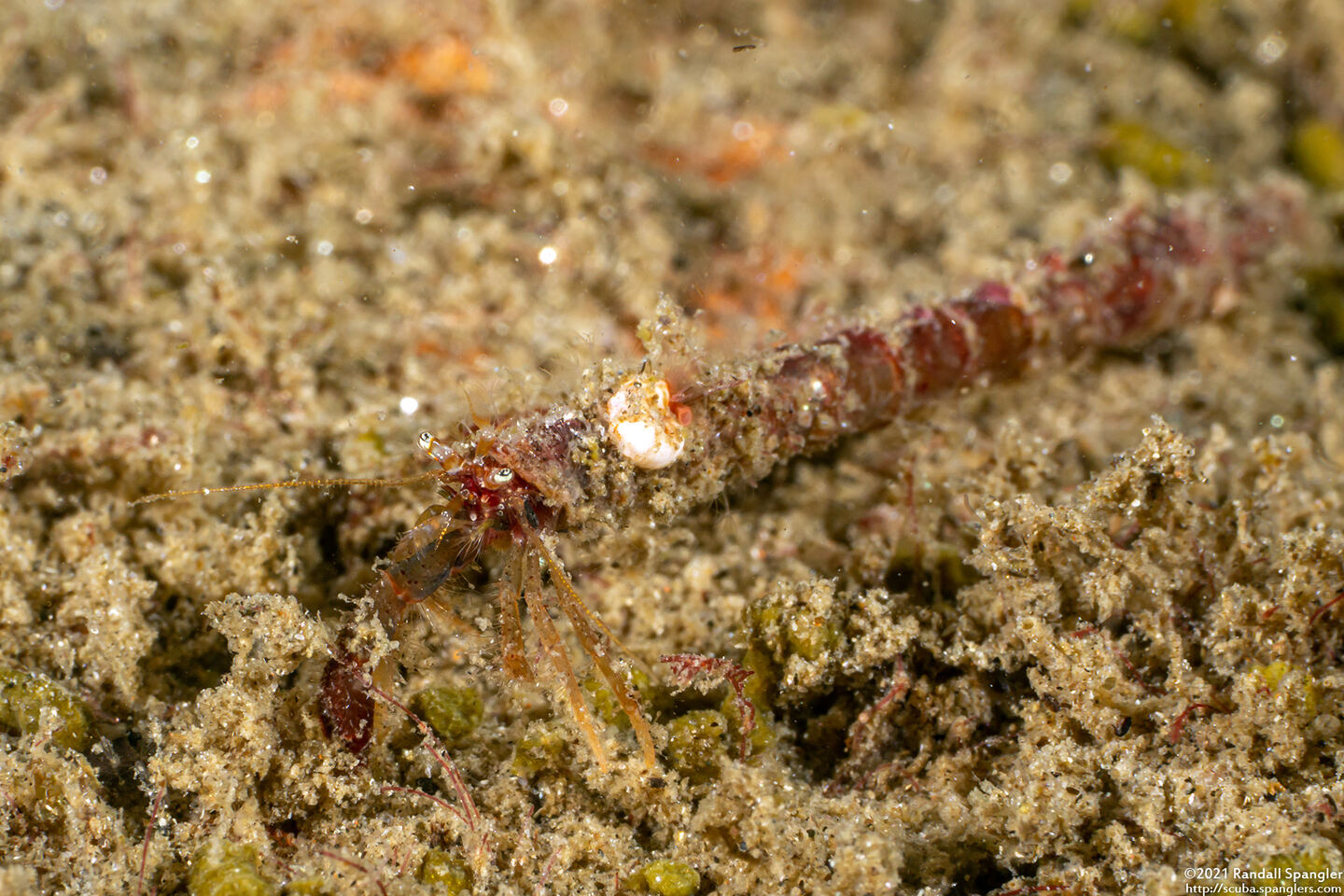 Orthopagurus minimus (Toothshell Hermit Crab)