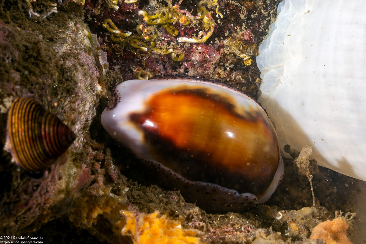 Neobernaya spadicea (Chestnut Cowry)