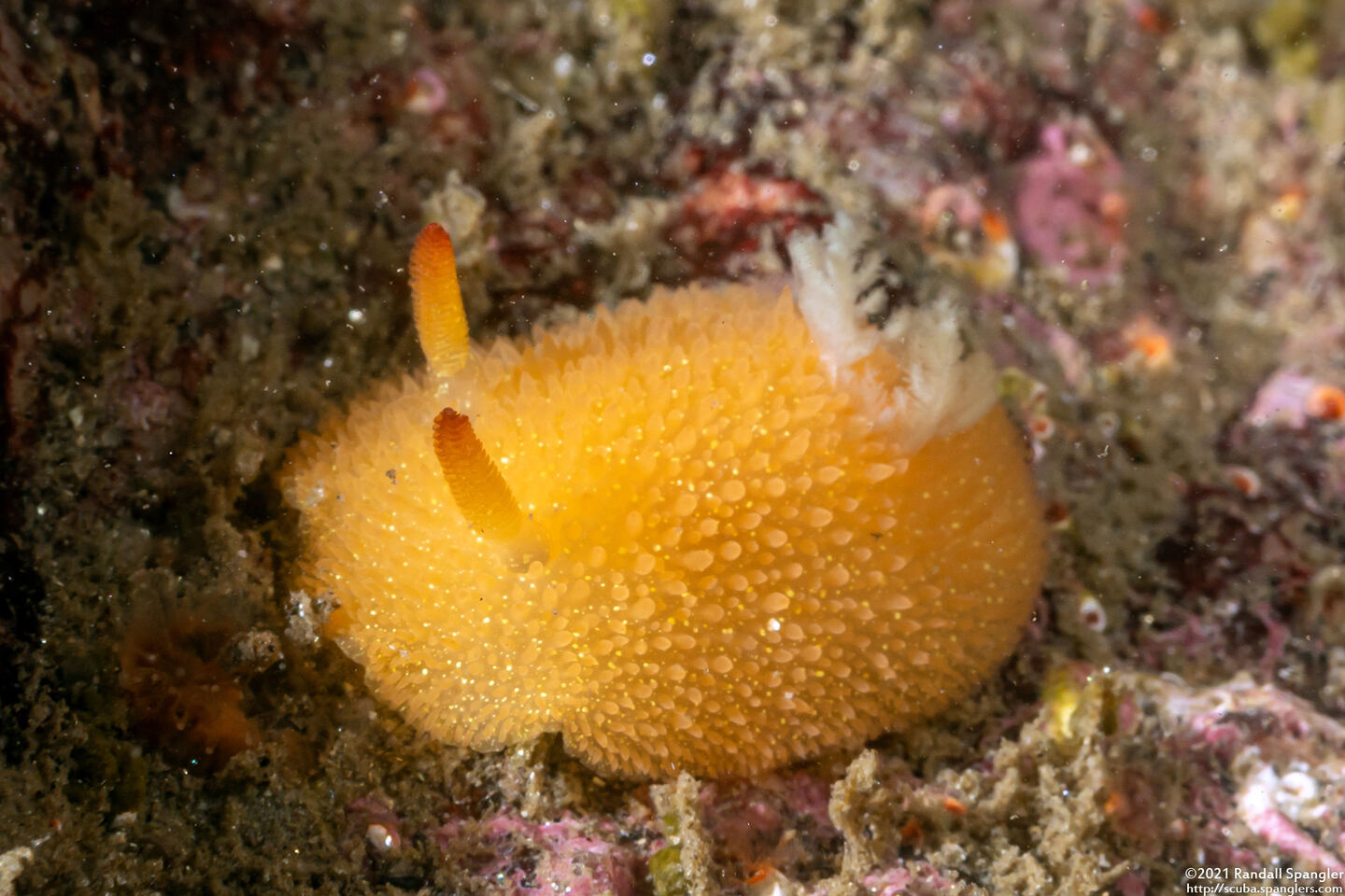 Acanthodoris lutea (Yellow Horned Dorid)