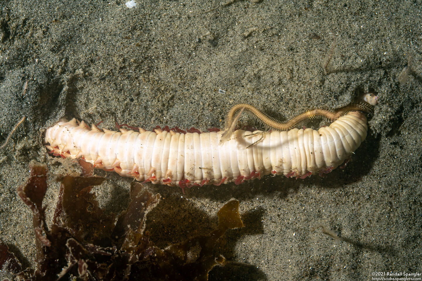 Travisia gigas (Spindle Worm)