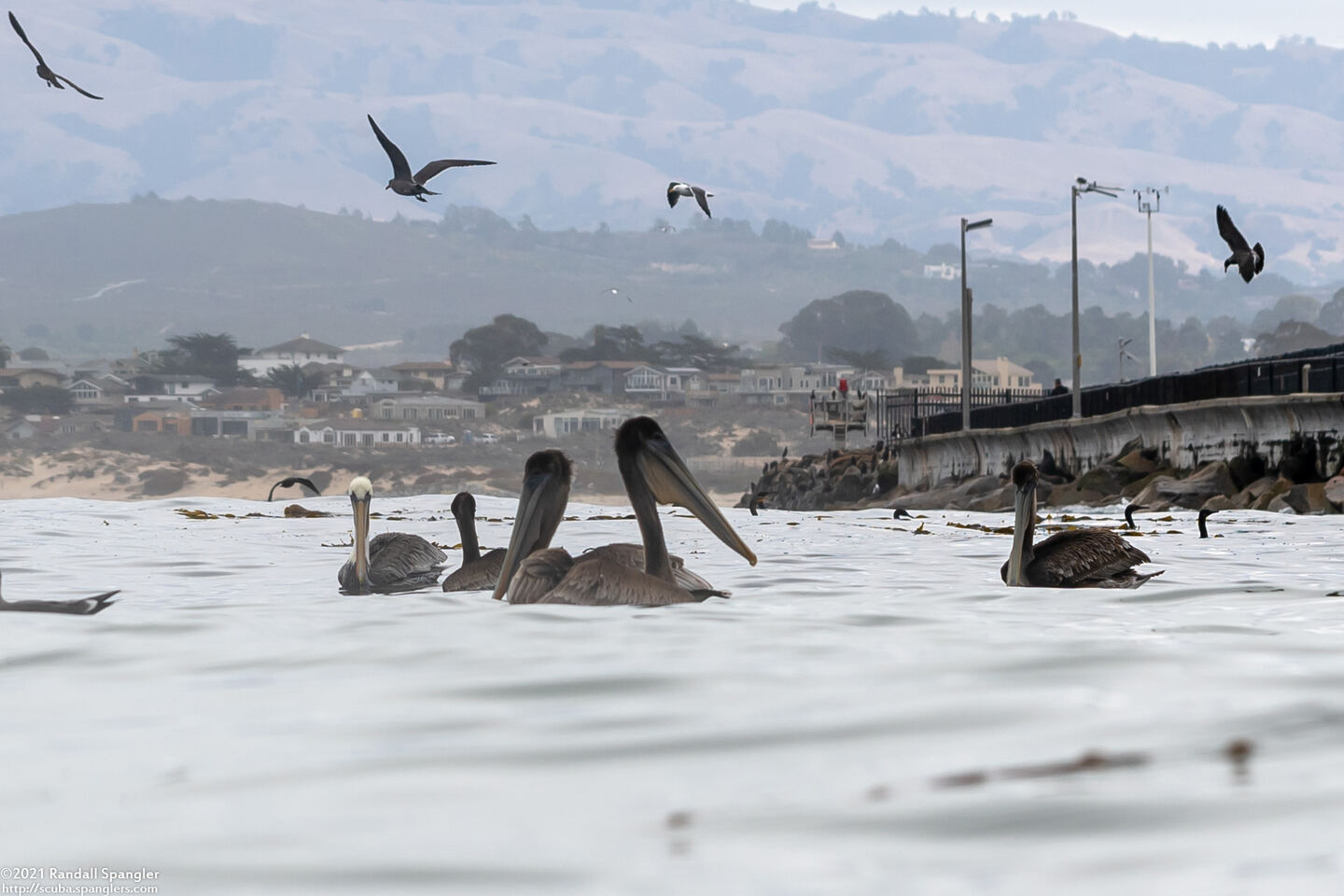 Pelecanus occidentalis (Brown Pelican)