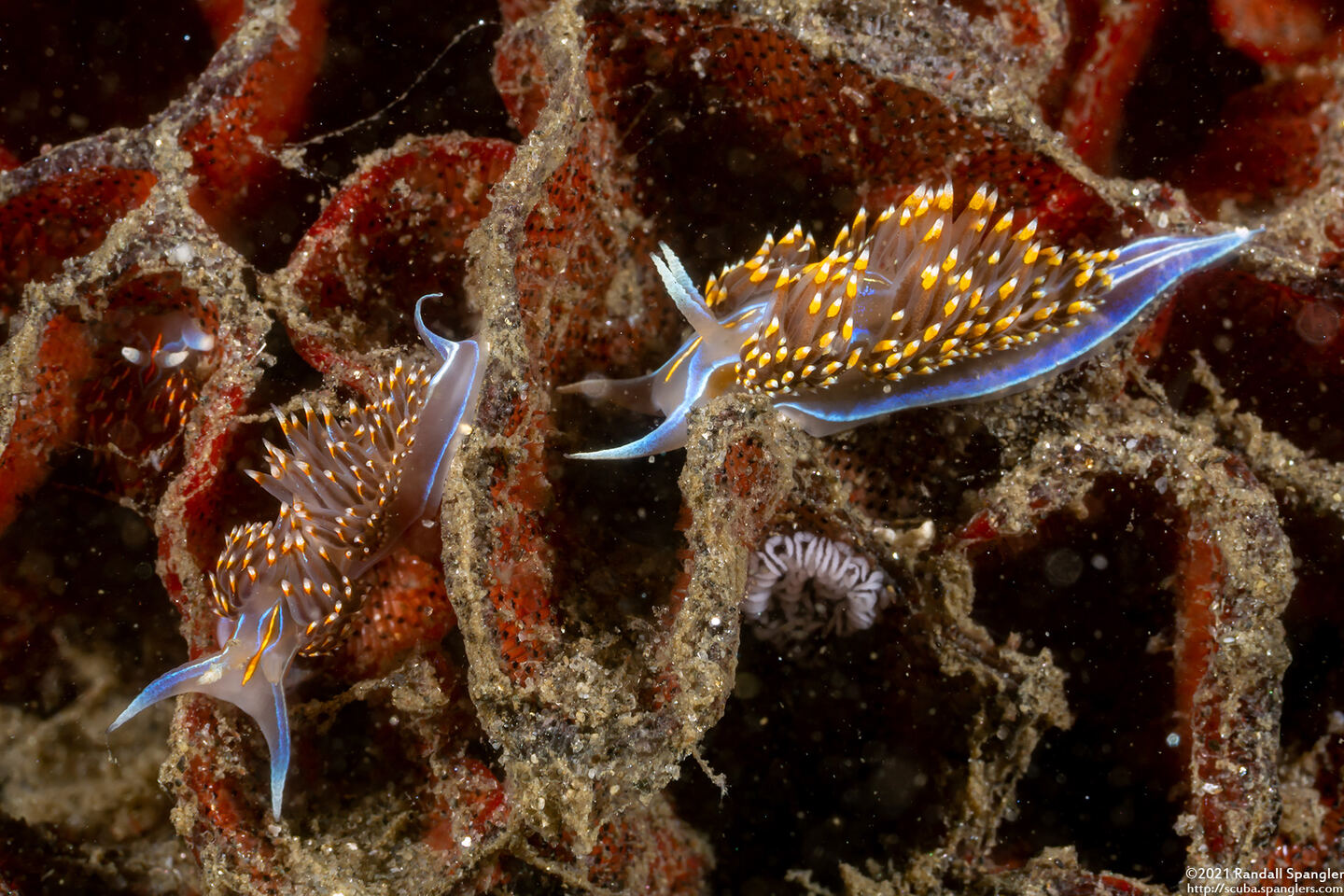 Hermissenda opalescens (Opalescent Nudibranch)