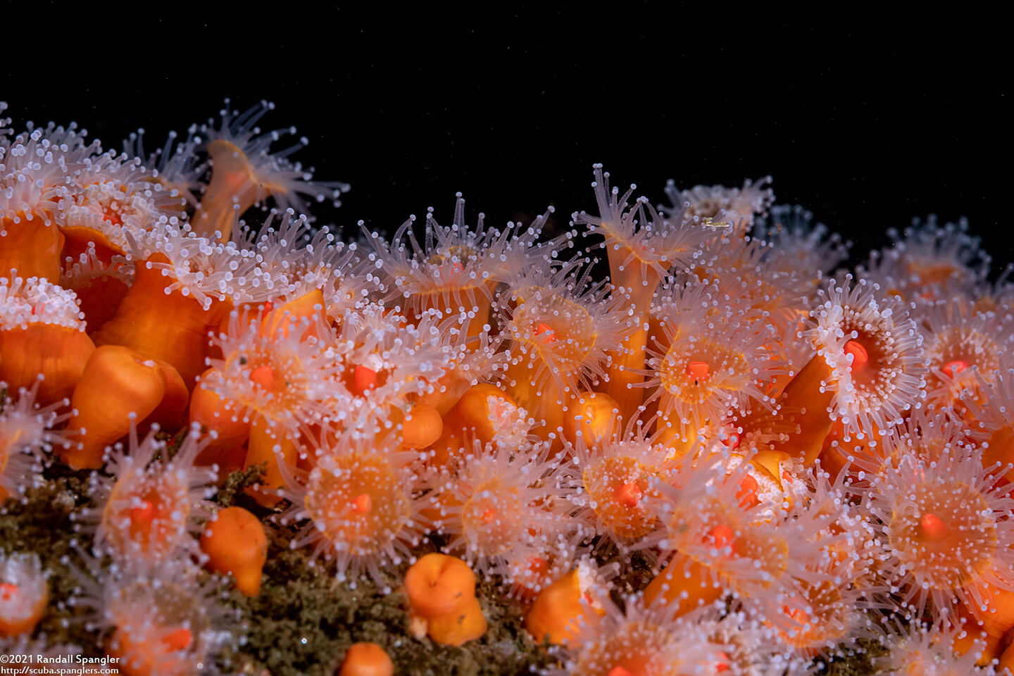 Corynactis californica (Club-Tipped Anemone)