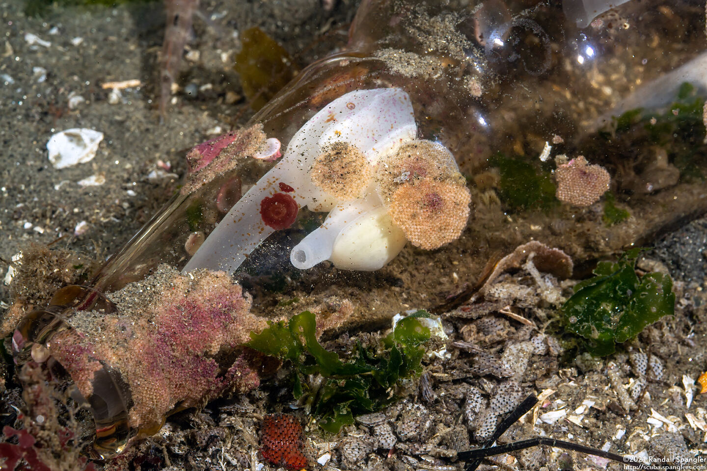 Kellia laperousii (Smooth Kelly Clam)