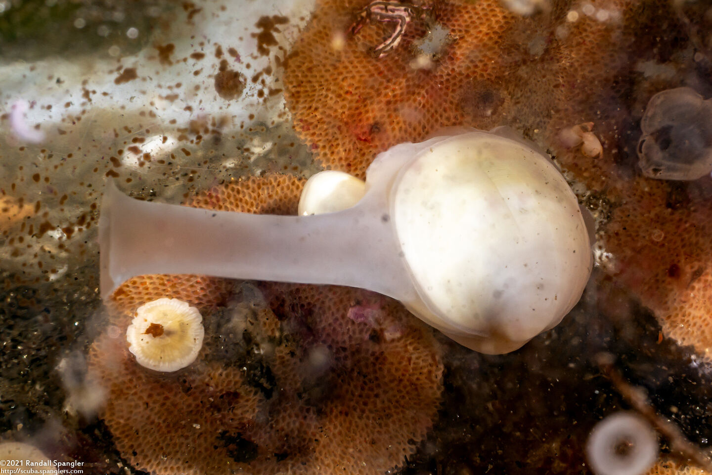 Kellia laperousii (Smooth Kelly Clam)