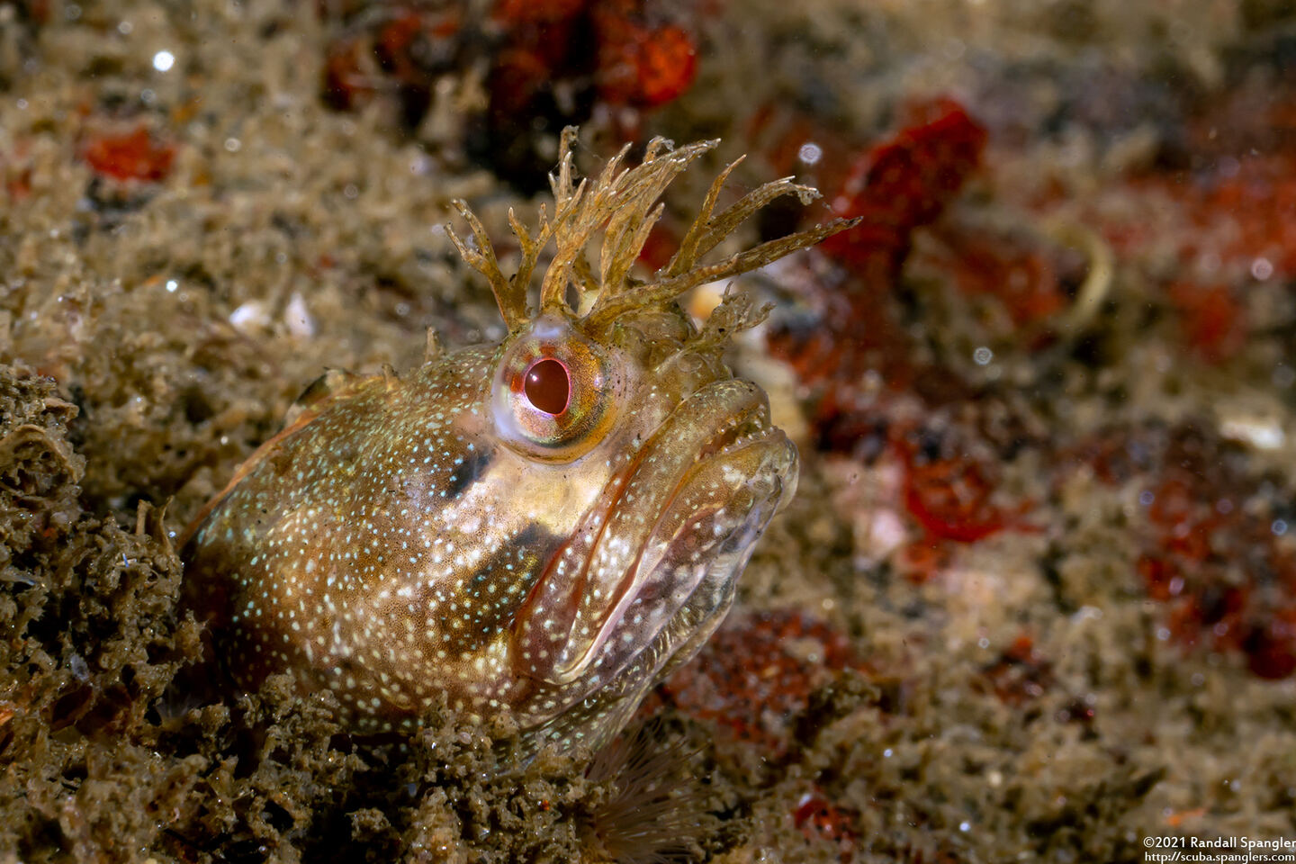 Neoclinus stephensae (Yellowfin Fringehead)