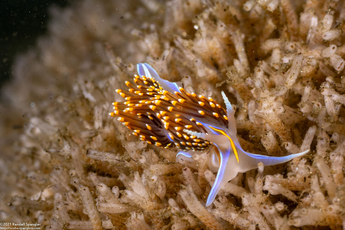 Hermissenda opalescens (Opalescent Nudibranch)
