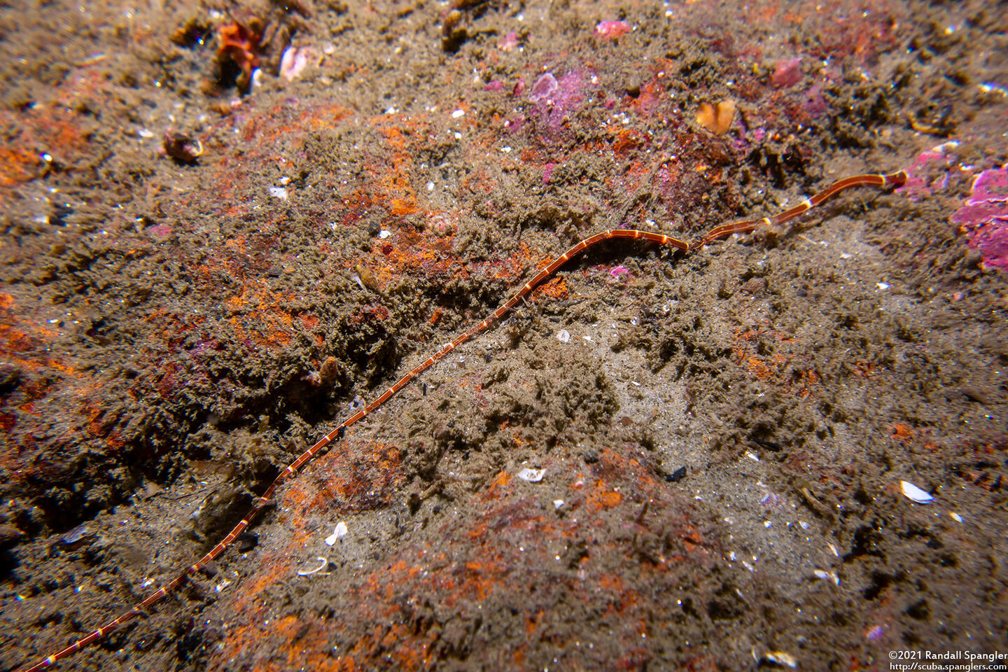 Tubulanus sexlineatus (Six-Lined Ribbon Worm)
