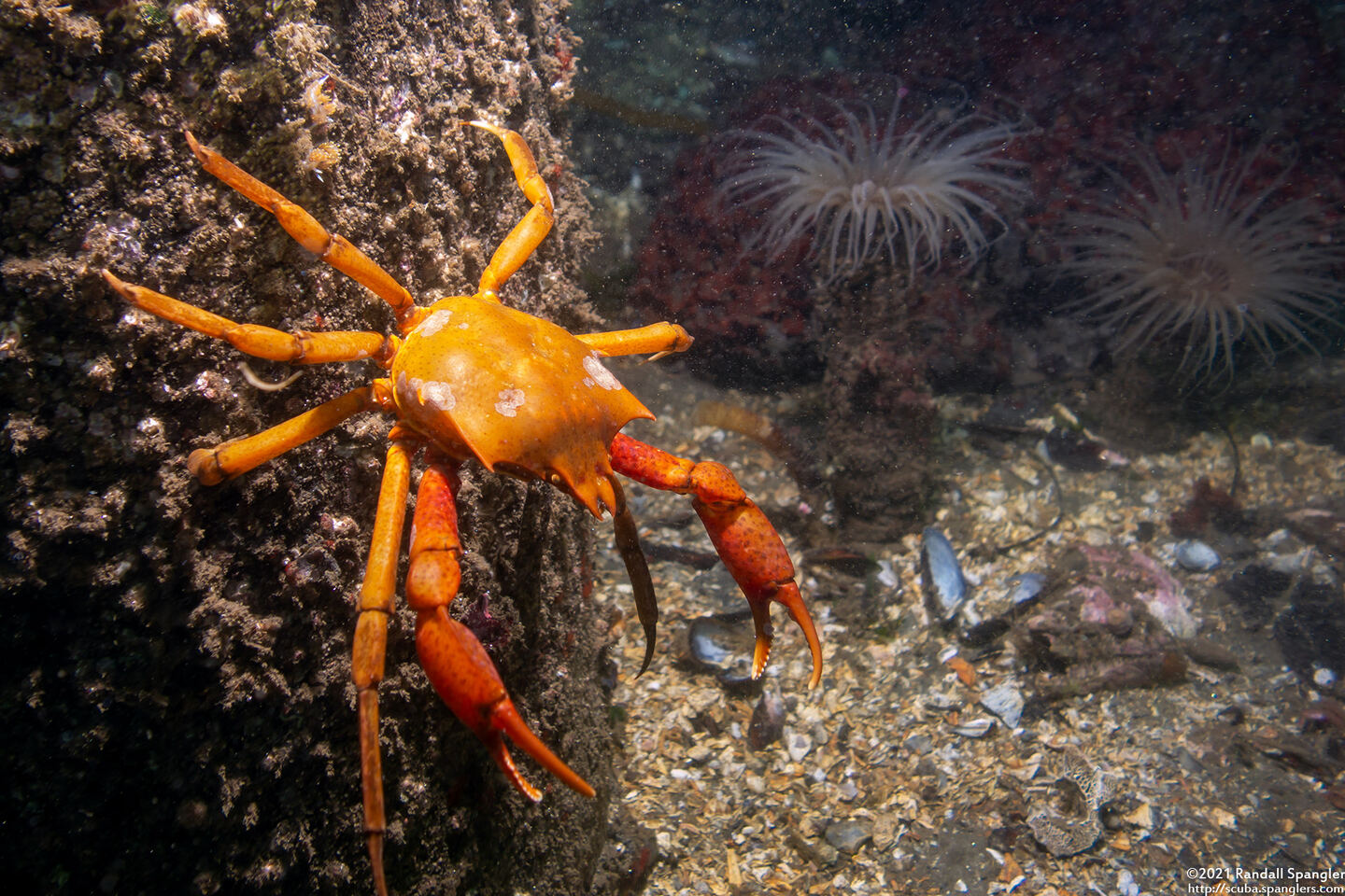Pugettia producta (Northern Kelp Crab)