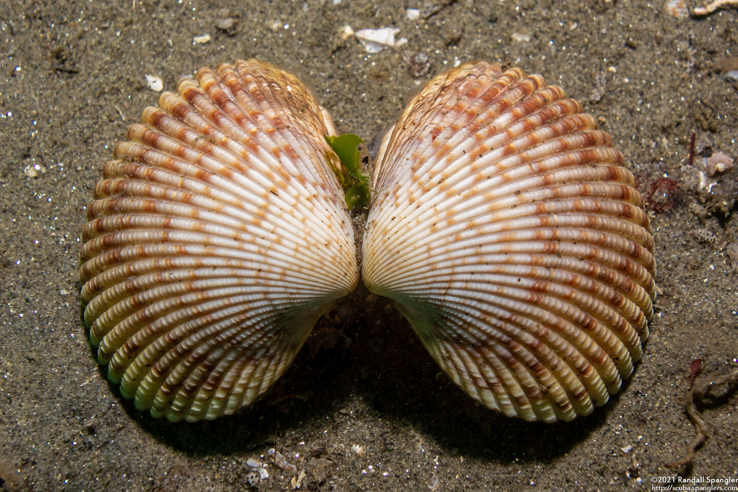 Clinocardium nuttallii (Heart Cockle)