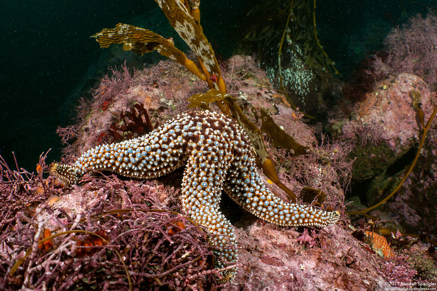 Pisaster giganteus (Giant Spined Star)