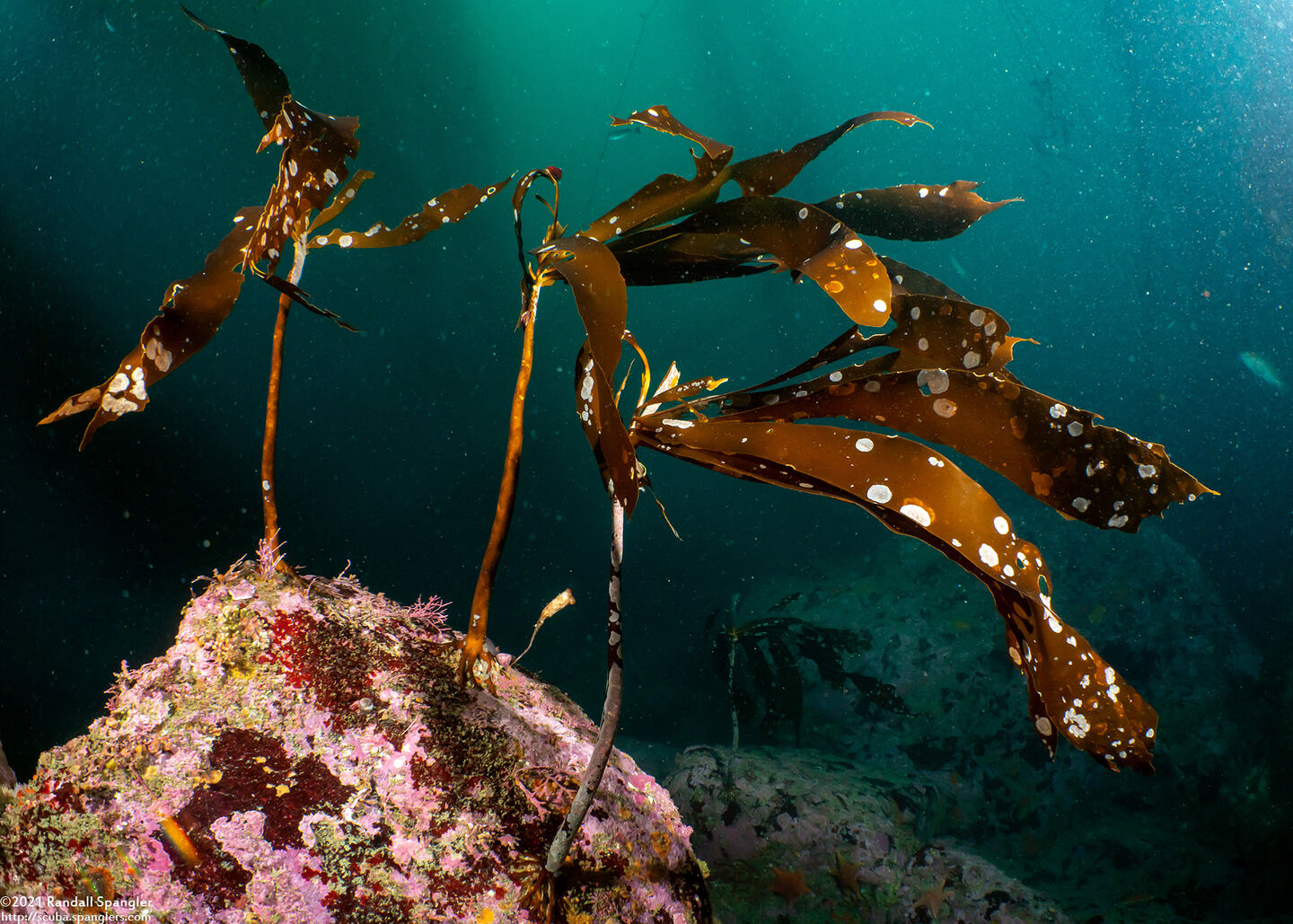 Pterygophora californica (Woody-Stemmed Kelp)