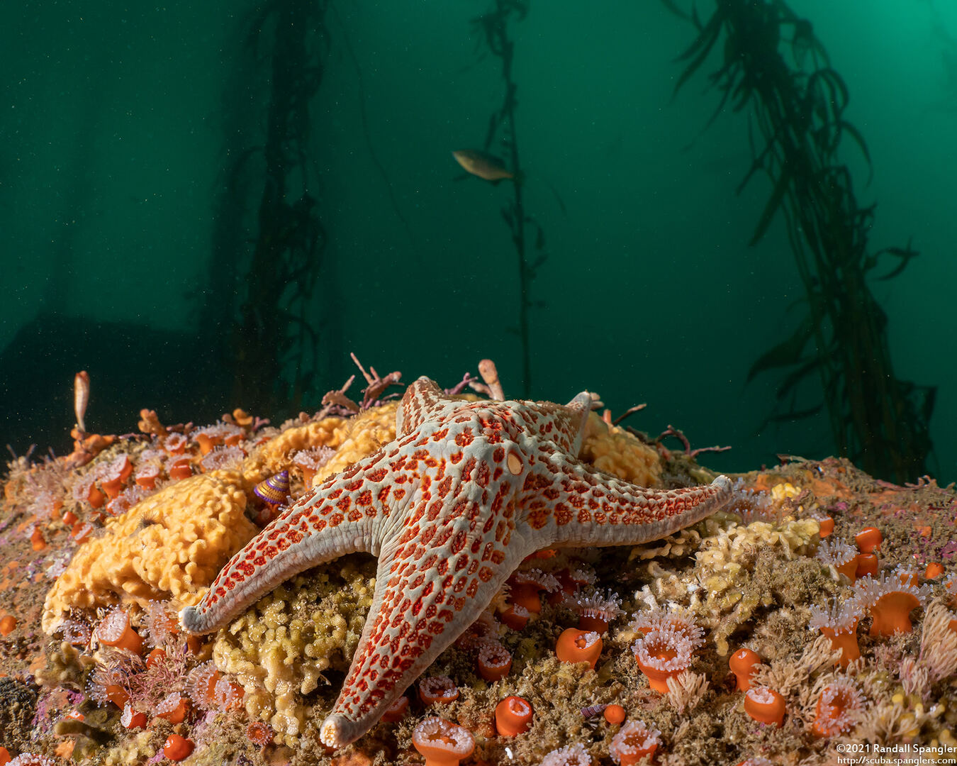 Dermasterias imbricata (Leather Star)