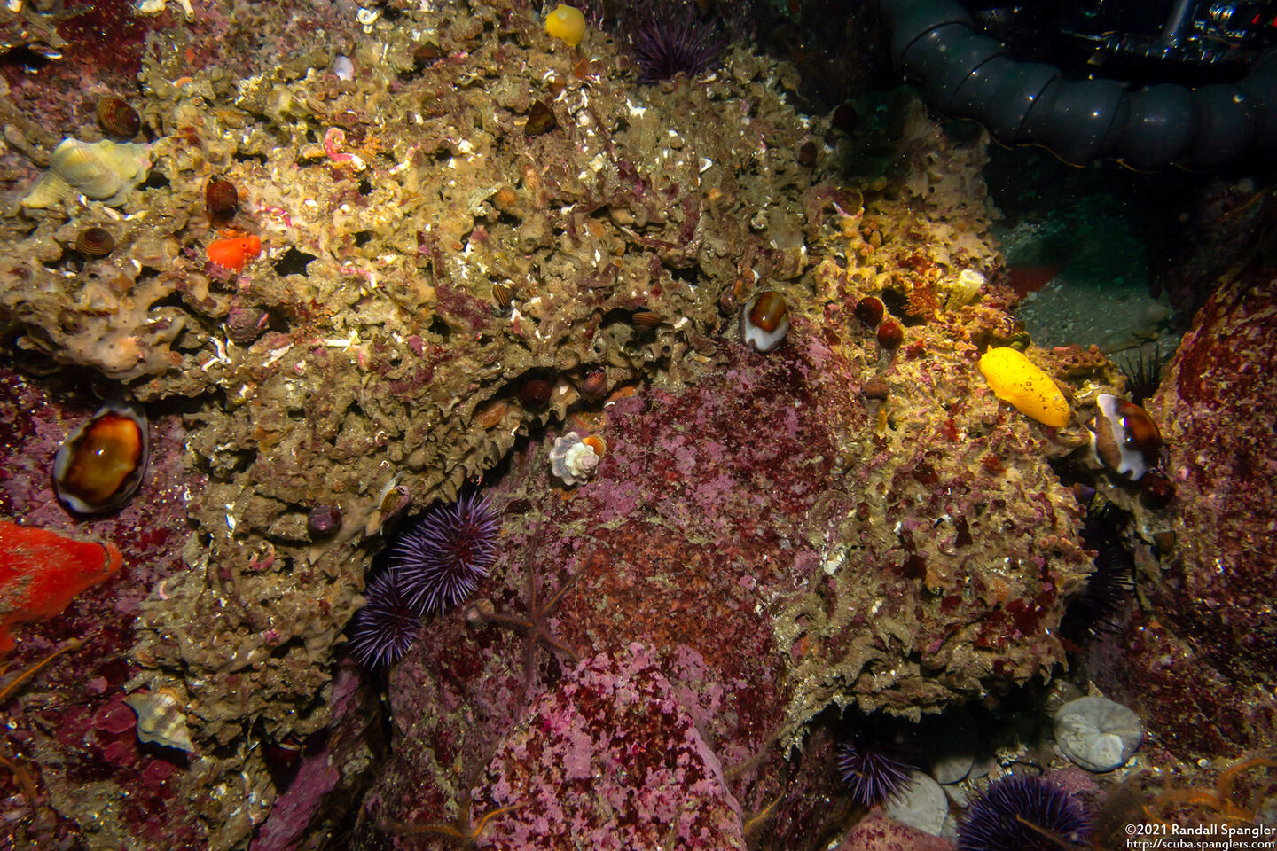 Neobernaya spadicea (Chestnut Cowry); Three cowries